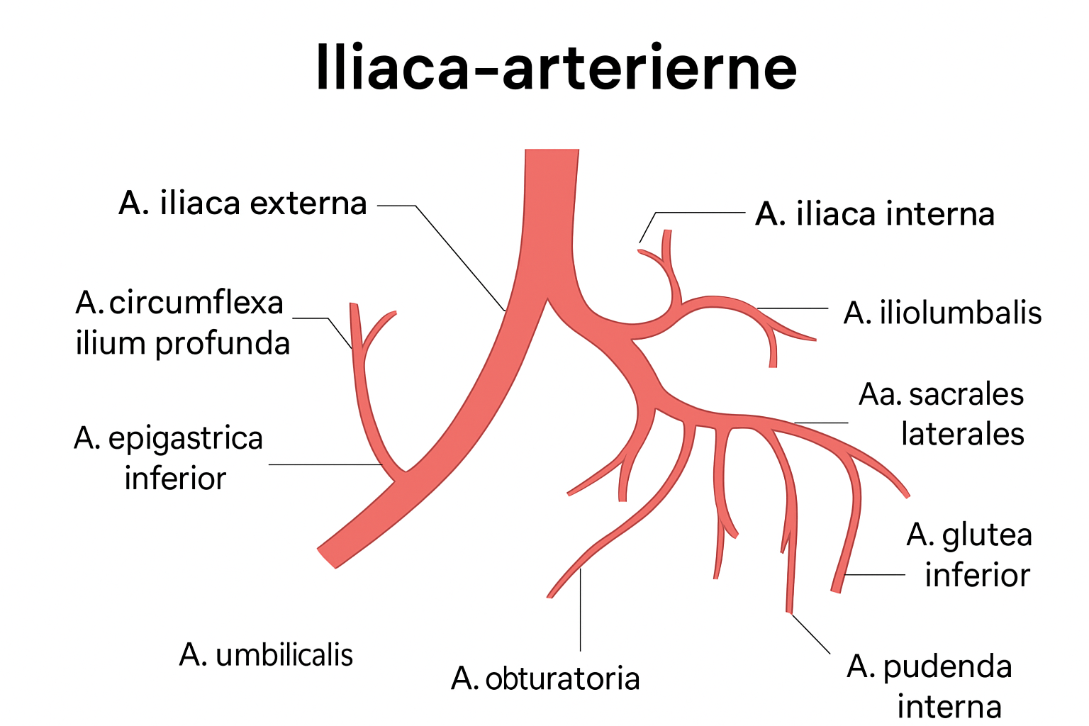 Når benene siger stop – uden at musklerne egentlig er trætte